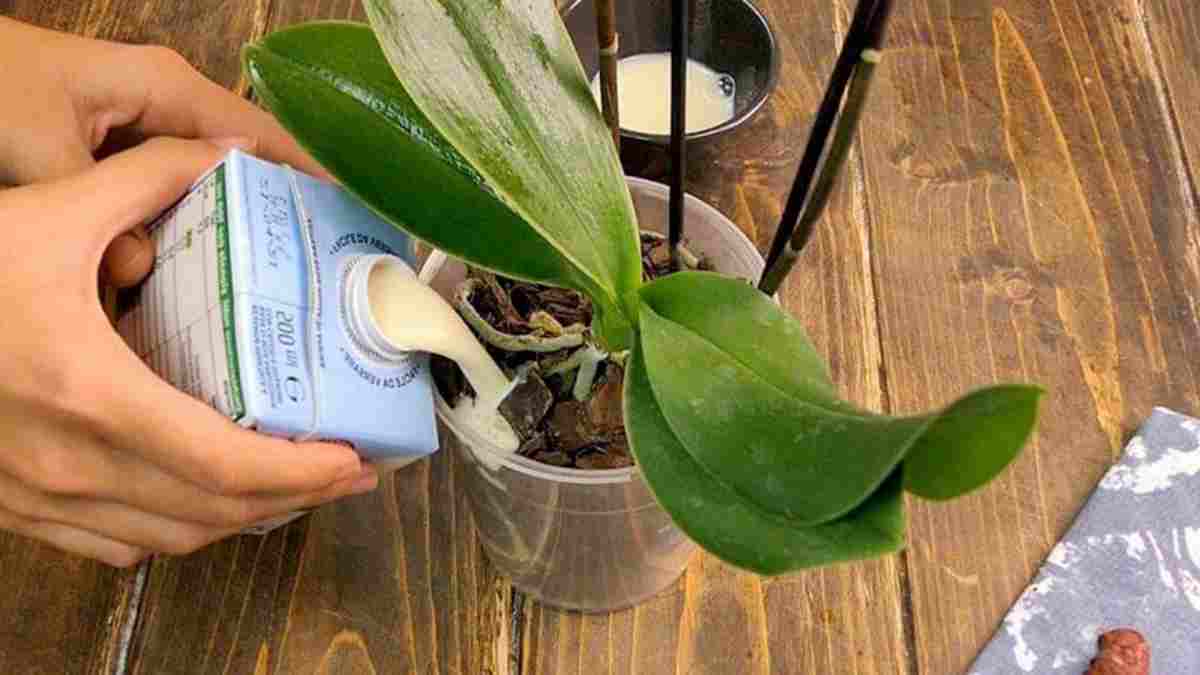 pour prendre soin d’une orchidée